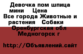 Девочка пом шпица мини  › Цена ­ 30 000 - Все города Животные и растения » Собаки   . Оренбургская обл.,Медногорск г.